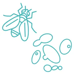 Drosophila yeast icon